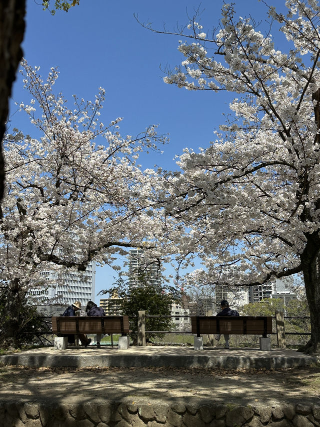 日本福岡｜最早開跑的櫻花季你準備好了嗎？
