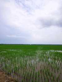 Paddy Gallery in Sekinchan