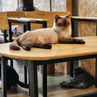 cat cafe in lamphun