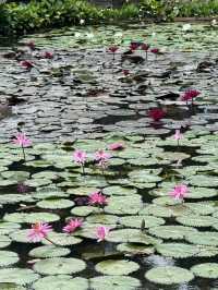 Lush Tropical Paradise - Singapore Botanic Gardens
