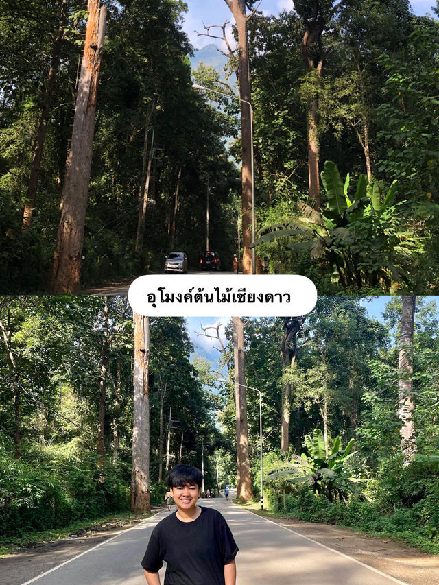 มัดรวมที่เที่ยวเชียงดาว-แม่แตง