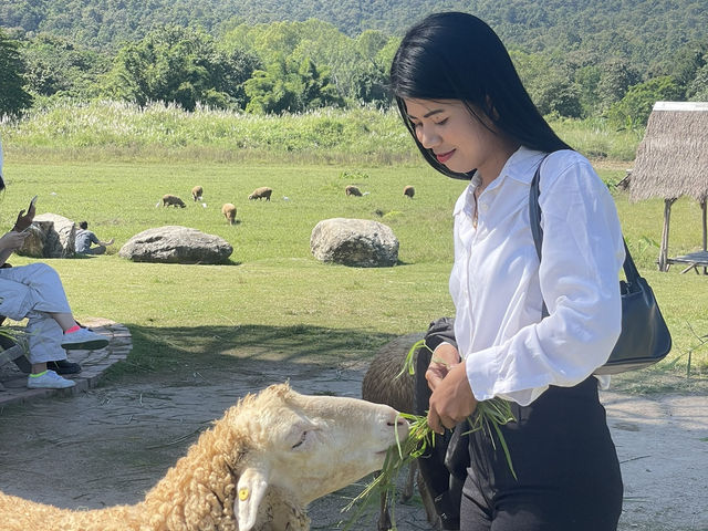 ฟาร์มแกะห้วยตึงเฒ่า 🐑
