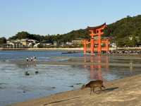 《嚴島神社：潮退時的鳥居奇觀》