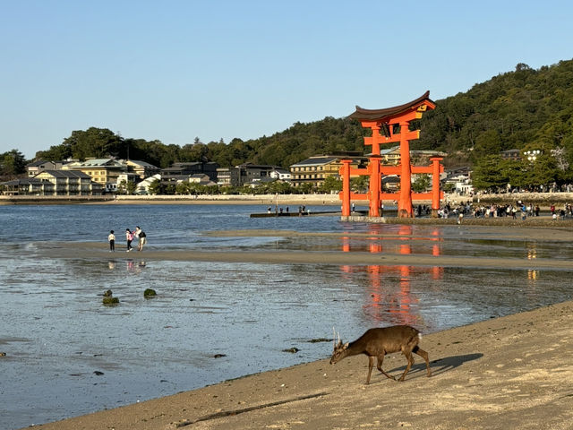 《嚴島神社：潮退時的鳥居奇觀》