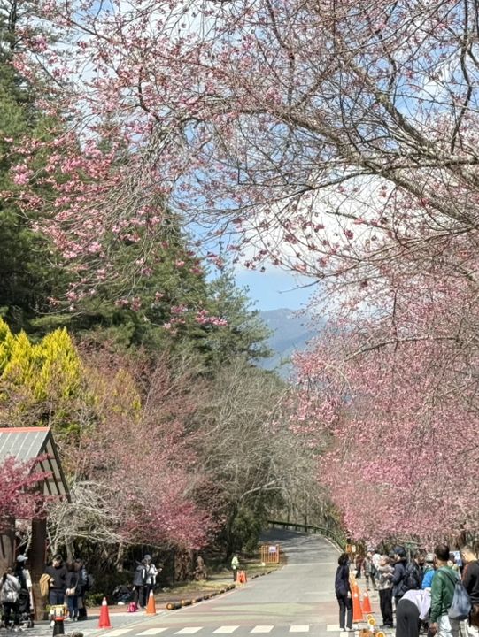 武陵農場櫻花季