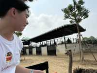🦁 華勒比野生動物園 – 近距離接觸澳洲野生動物！ 🇦🇺✨ 