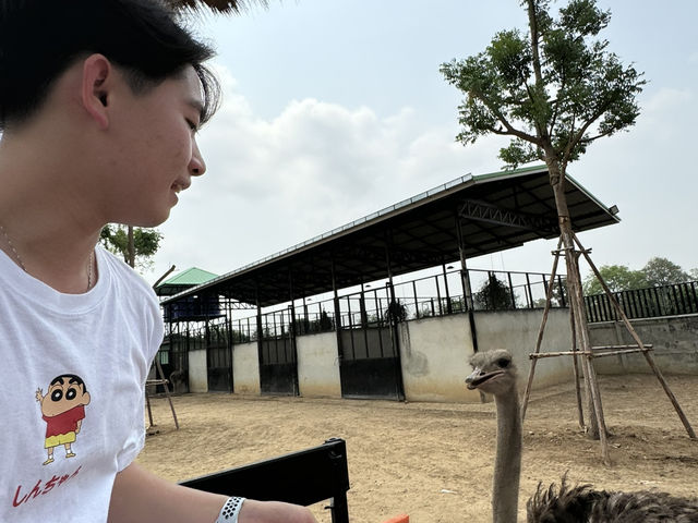 🦁 華勒比野生動物園 – 近距離接觸澳洲野生動物！ 🇦🇺✨ 