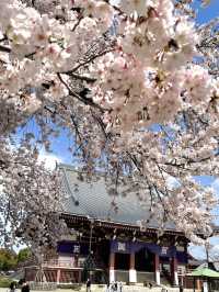 【東京×池上本門寺】 五重塔の参道に咲き乱れる桜が美しい