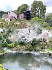 【東京×椿山荘】ライトアップで浮かび上がる夜桜雲海