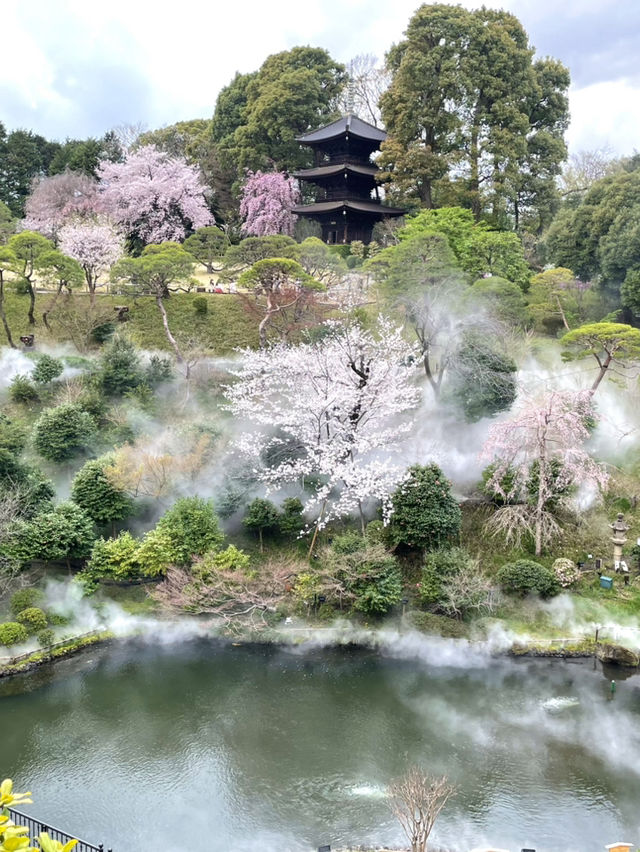 【東京×椿山荘】ライトアップで浮かび上がる夜桜雲海