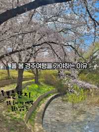 올 봄 경주로 떠나야하는 이유(경주벚꽃여행코스)