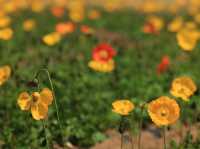 能古島海島公園：用不落幕的詩意花園