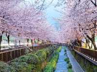 Chasing Sakura at Jinhae 