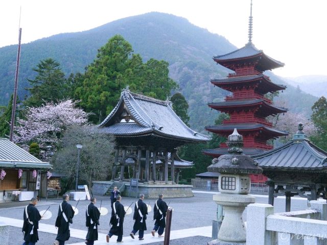 【山梨県】日蓮宗の総本山！樹齢400年の枝垂れ桜が圧巻の「身延山久遠寺」