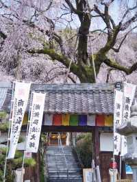 【岐阜】行かなきゃ損‼️樹齢200年のしだれ桜は圧巻🤩穴場すぎる！