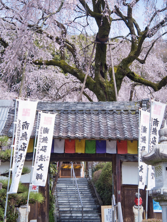 【岐阜】行かなきゃ損‼️樹齢200年のしだれ桜は圧巻🤩穴場すぎる！