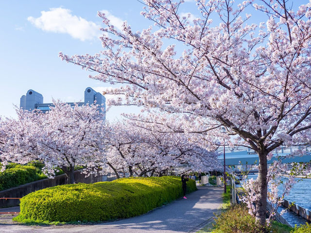 Chasing Sakura in Nagoya City