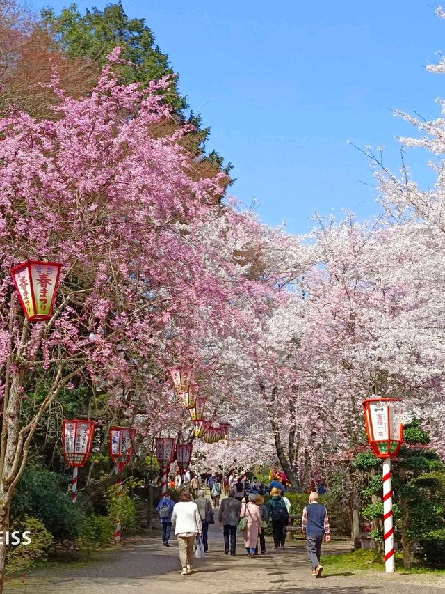 乘JR自由行賞花回憶