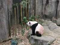シンガポール動物園攻略！！