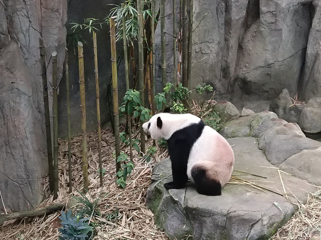 シンガポール動物園攻略！！