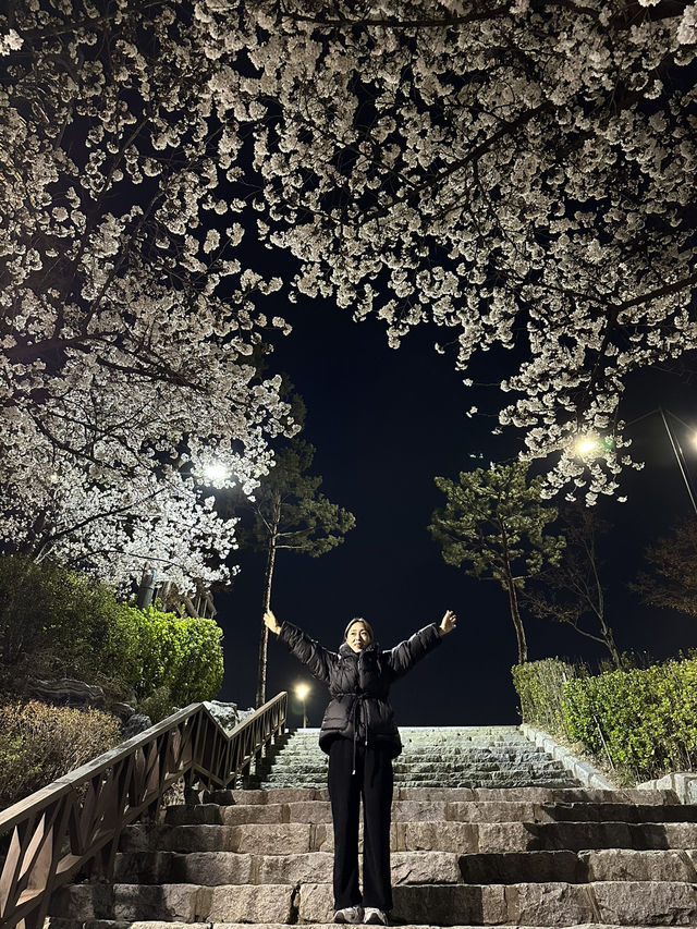 아름다운 야경과 함께하는 석촌호수 벚꽃구경🌸