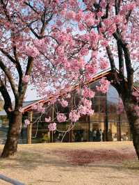 도쿄 벚꽃 명소 꽃놀이🌸