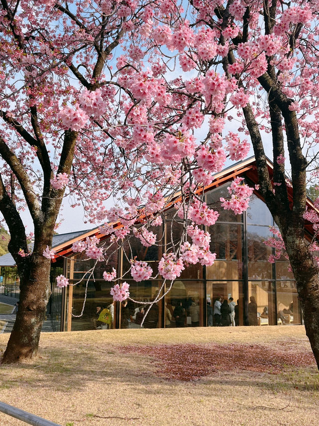 도쿄 벚꽃 명소 꽃놀이🌸
