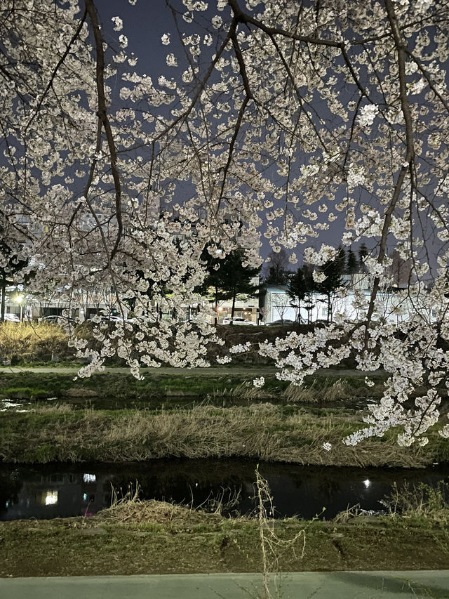  대전벚꽃나들이 모음🌸