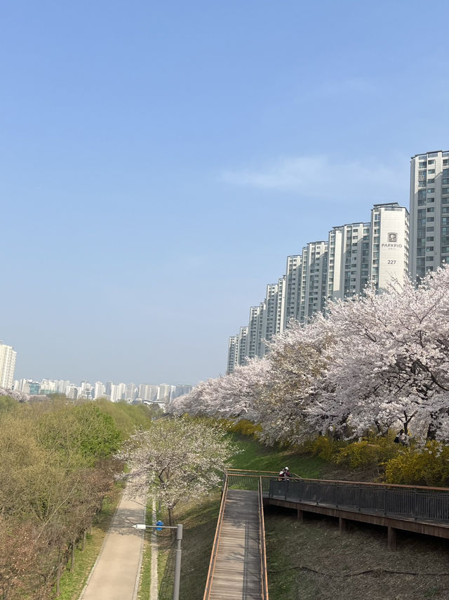 석촌호수말고 여기가세요!