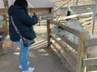 日本群馬自由行 伊香保綠色牧場