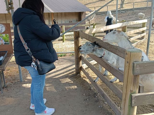 日本群馬自由行 伊香保綠色牧場