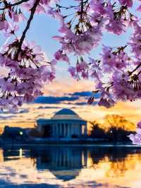 ワシントンD.C.春の絶景｜2025年桜まつり完全ガイド🌸