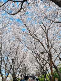 예쁜 유채꽃밭과 피크닉! 대저생태공원🌼