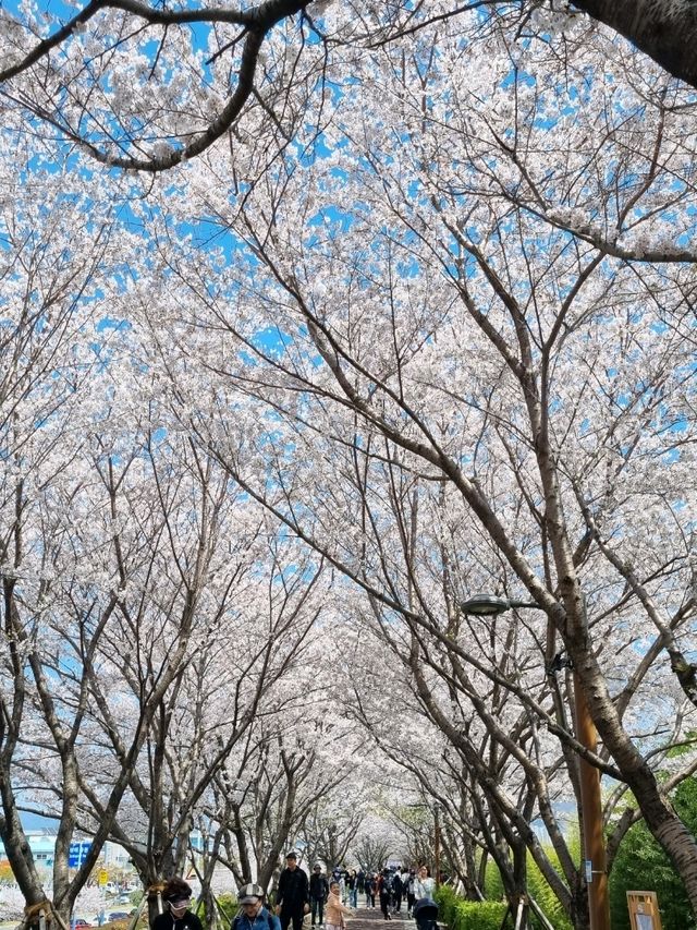 예쁜 유채꽃밭과 피크닉! 대저생태공원🌼