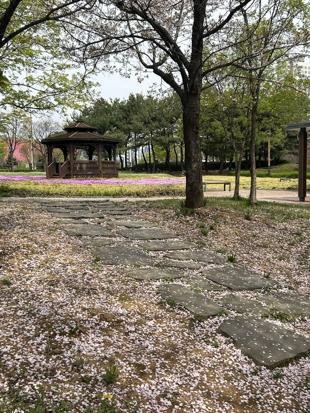 도심에서 만나는 벚꽃 명소, 오송생명호수공원 벚꽃길🌸🤍
