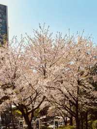 Seoul's Spring Crown Jewel: Yeouido in Full Floral Splendor 