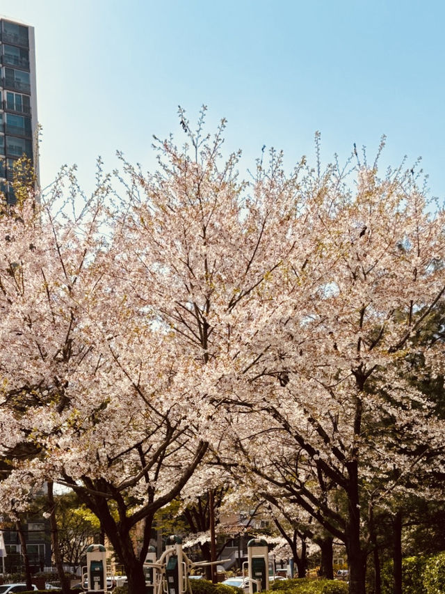 Seoul's Spring Crown Jewel: Yeouido in Full Floral Splendor 