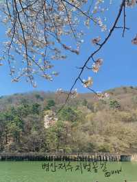 기장 병산 저수지에서 벚꽃데이투🌸