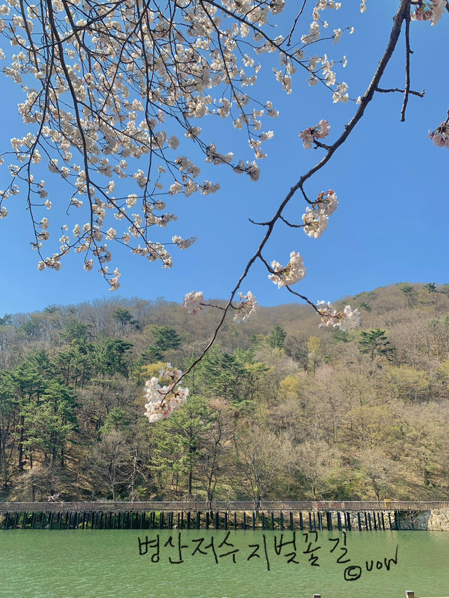 기장 병산 저수지에서 벚꽃데이투🌸