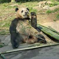 Panda Paradise: A Visit to Wolong Panda Base