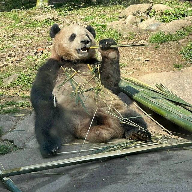 Panda Paradise: A Visit to Wolong Panda Base