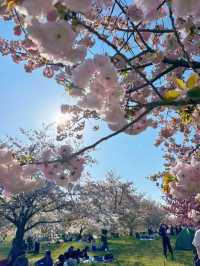 【東京】まだ間に合う!!もふもふ桜がかわいい桜スポット🌸
