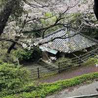 🇯🇵【熊野古道】紀伊路　世界遺産🌎