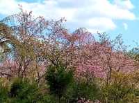京都龍安寺，櫻花與禪風枯山水結合的美妙庭園