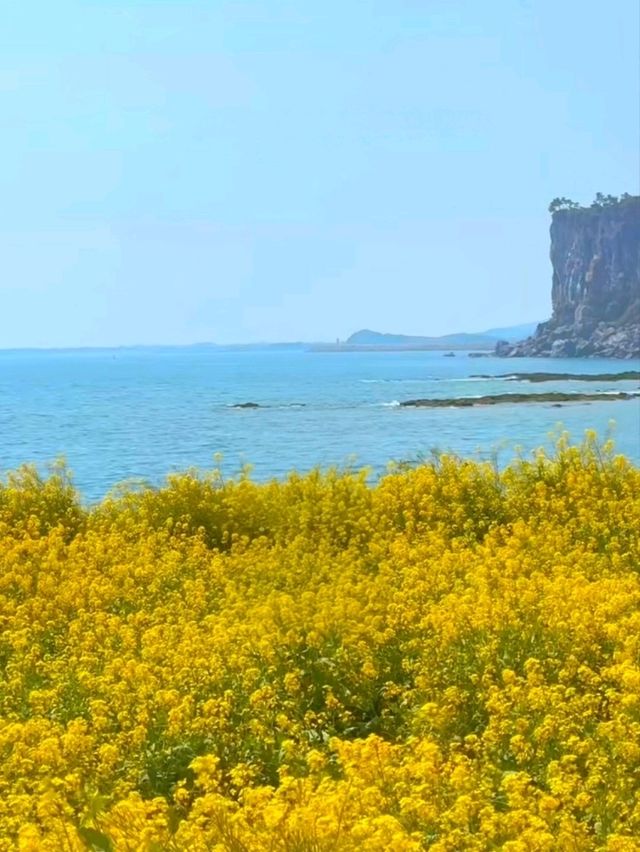 Golden Horizons in jeju: Where Canola Meets Ocean