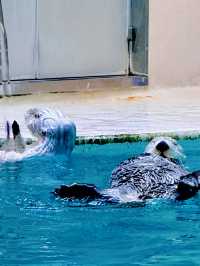 【三重】国内唯一ラッコが見られる鳥羽水族館🦦🦦