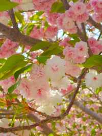 Yuyuantan Park Cherry Blossoms – Beijing’s Signature Sakura Spectacle