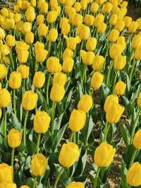 Pyeongtaek in Bloom: A Tulip Fantasy 🌷