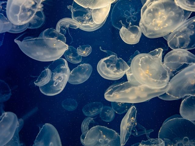 【千葉】きらきらした生き物を見に鴨川シーワールドへ！