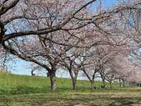 Kitaasaba Sakura Tsutsumi Park – Saitama’s Hidden Riverside Hanami Spot